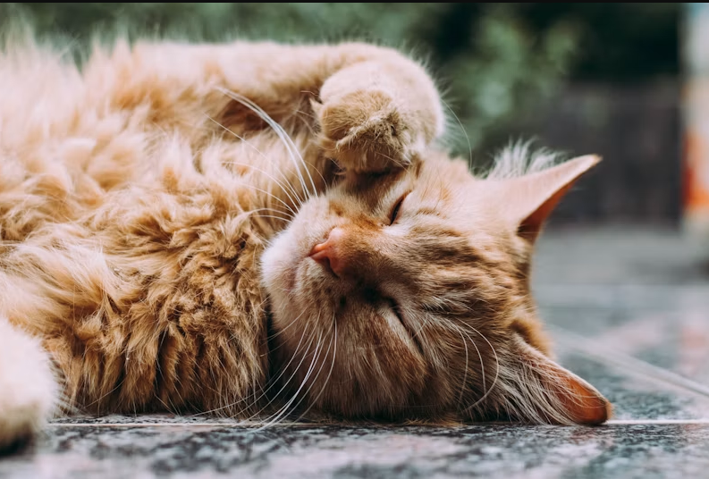 Cat examination at veterinary clinic